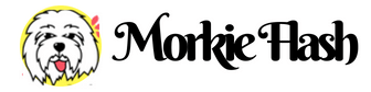 Morkie Flash