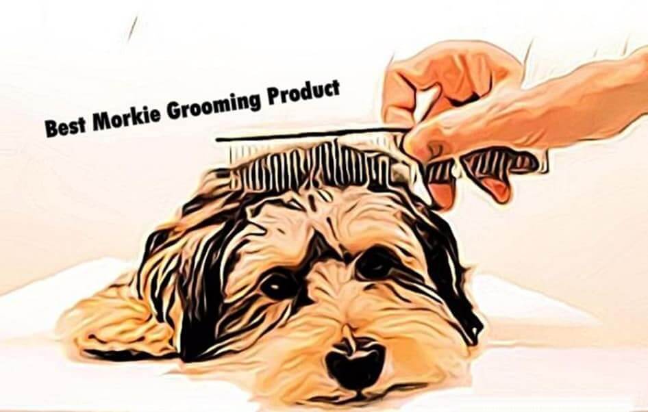 Best brush hotsell for morkie