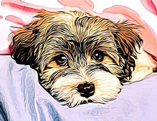 Buying a morkie, morkie information, morkie buying guide
