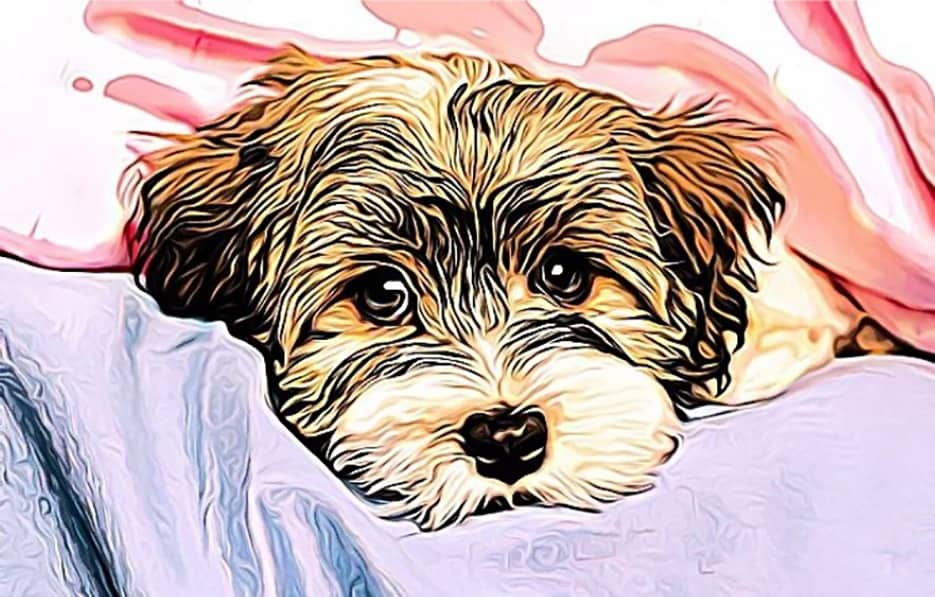 Buying a morkie, morkie information, morkie buying guide