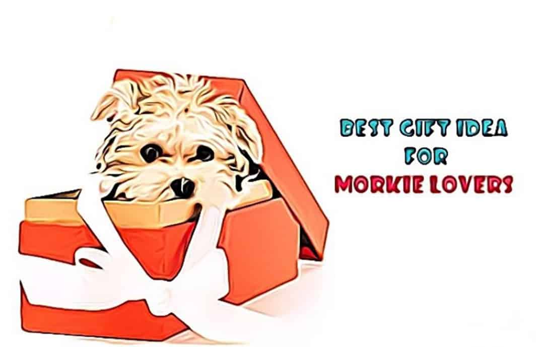 gifts for morkie lovers, gift ideas, dog gift ideas