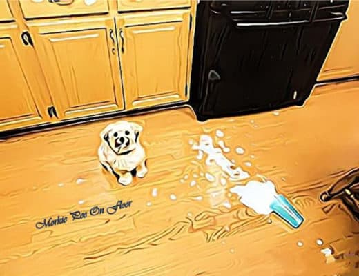 Morkie Peeing, How to stop morkie peeing, How to