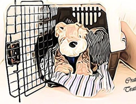 best crate for morkie dog, best morkie dog crate, small dog crate