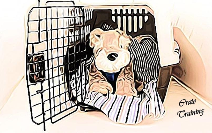 best crate for morkie dog, best morkie dog crate, small dog crate
