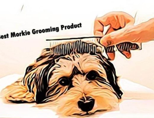 best morkie grooming products, Dogs Grooming product, best grooming product