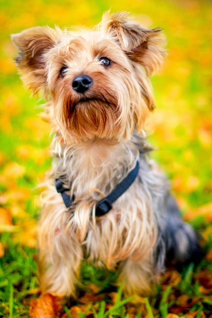 Yorkie Terrier, morkie flash.com, Yorkie, popular dog breed, most popular dog breeds.